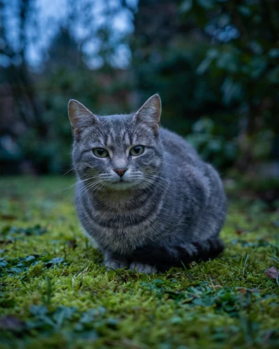 Котка